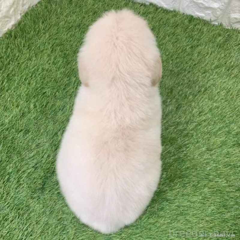 販売中の愛知県のゴールデンレトリーバー-444451の2枚目