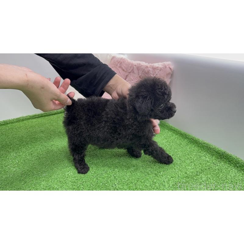 販売中の新潟県のポメプー:ポメラニアン×トイプードル-444450の7枚目