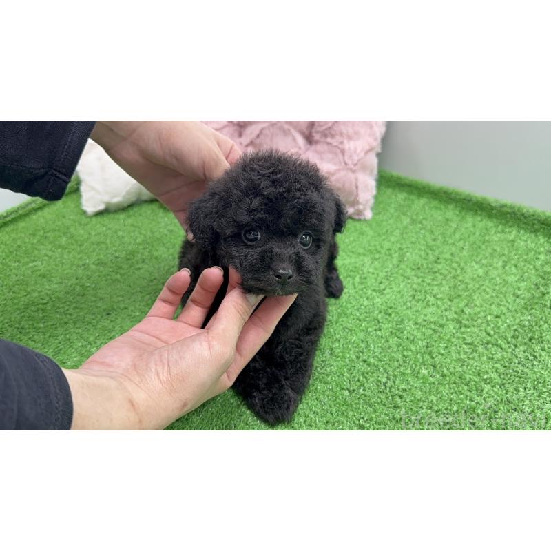 販売中の新潟県のポメプー:ポメラニアン×トイプードル-444450の4枚目