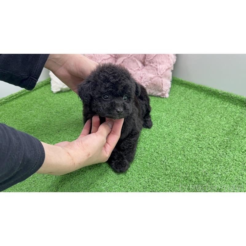 販売中の新潟県のポメプー:ポメラニアン×トイプードル-444450の3枚目