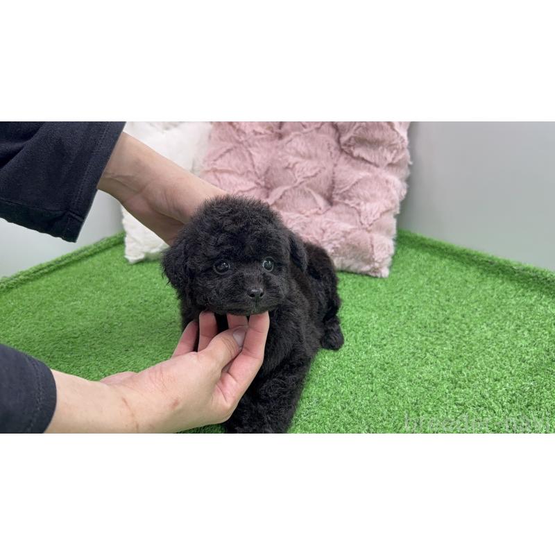 販売中の新潟県のポメプー:ポメラニアン×トイプードル-444450の2枚目