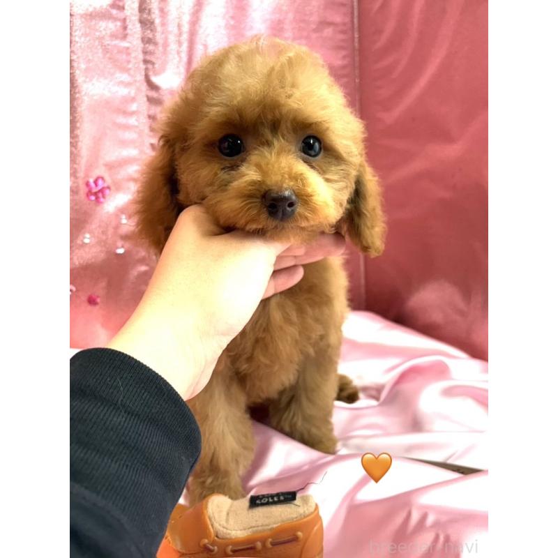 販売中の愛知県のトイプードル-429423