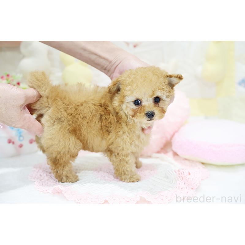 販売中の京都府のタイニープードル-436676の18枚目