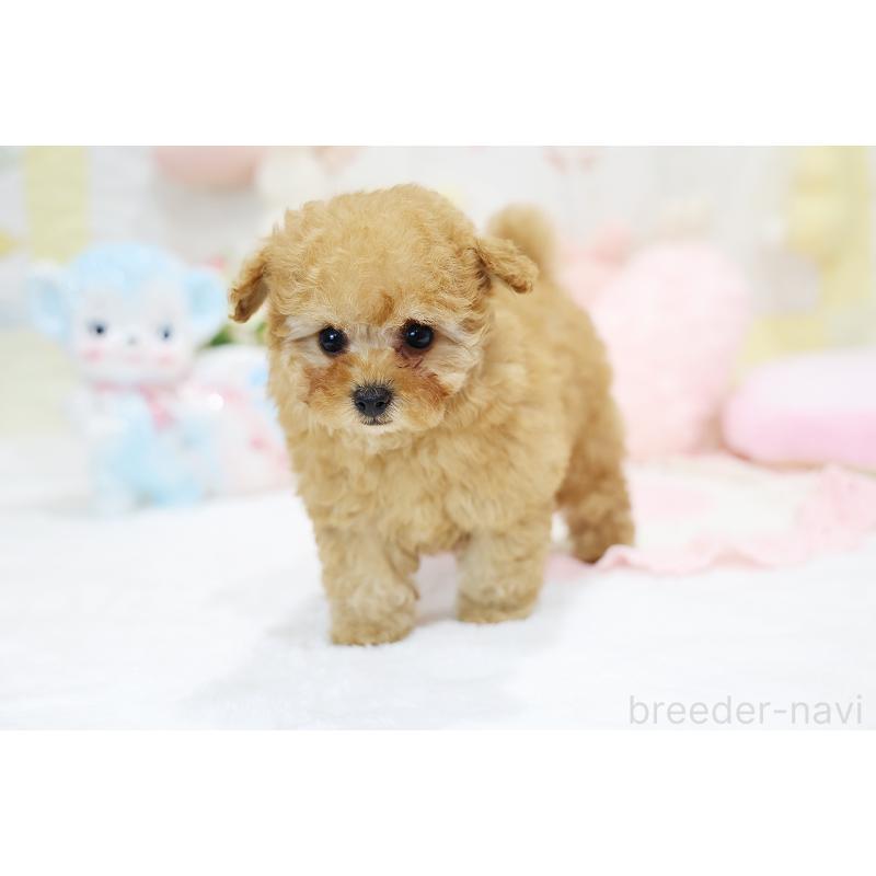 販売中の京都府のタイニープードル-436676の17枚目