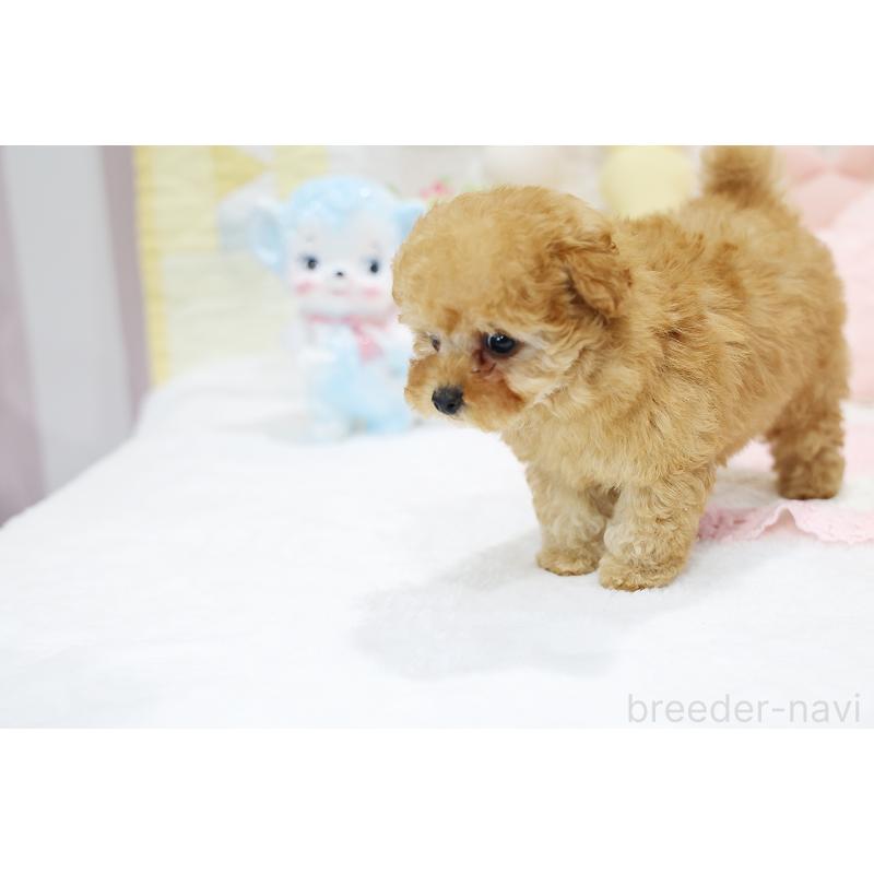 販売中の京都府のタイニープードル-436676の16枚目