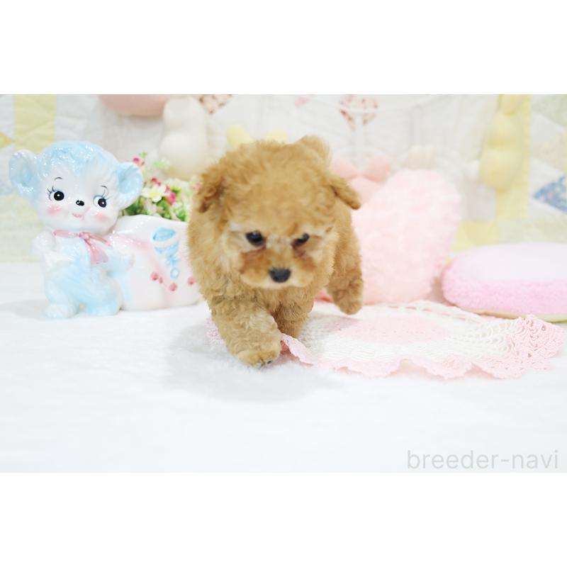 販売中の京都府のタイニープードル-436676の15枚目