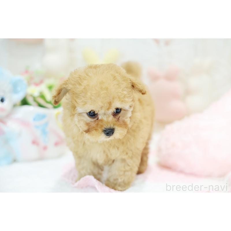 販売中の京都府のタイニープードル-436676の13枚目