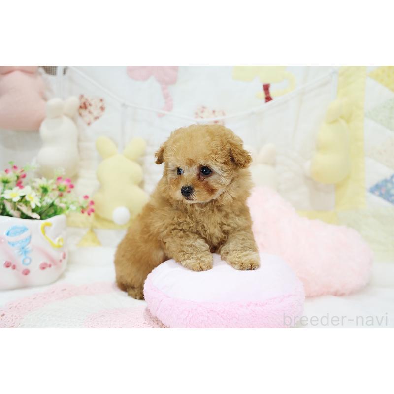 販売中の京都府のタイニープードル-436676の11枚目