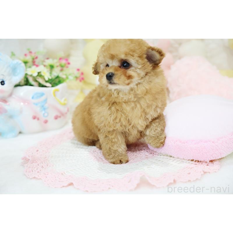 販売中の京都府のタイニープードル-436676の8枚目