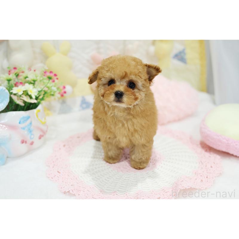 販売中の京都府のタイニープードル-436676の7枚目