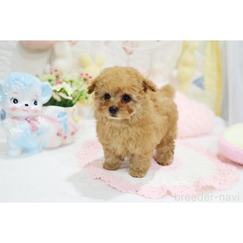 販売中の京都府のタイニープードル-436676の6枚目