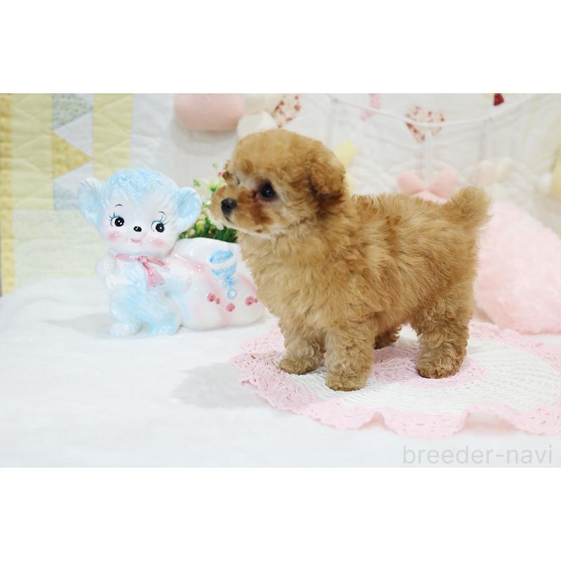 販売中の京都府のタイニープードル-436676の5枚目