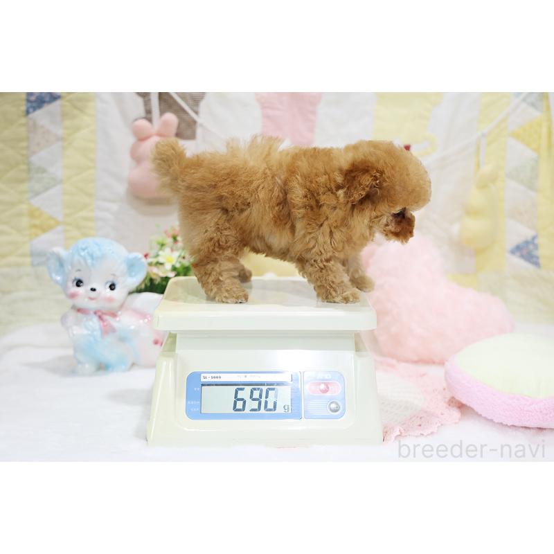 販売中の京都府のタイニープードル-436676の3枚目