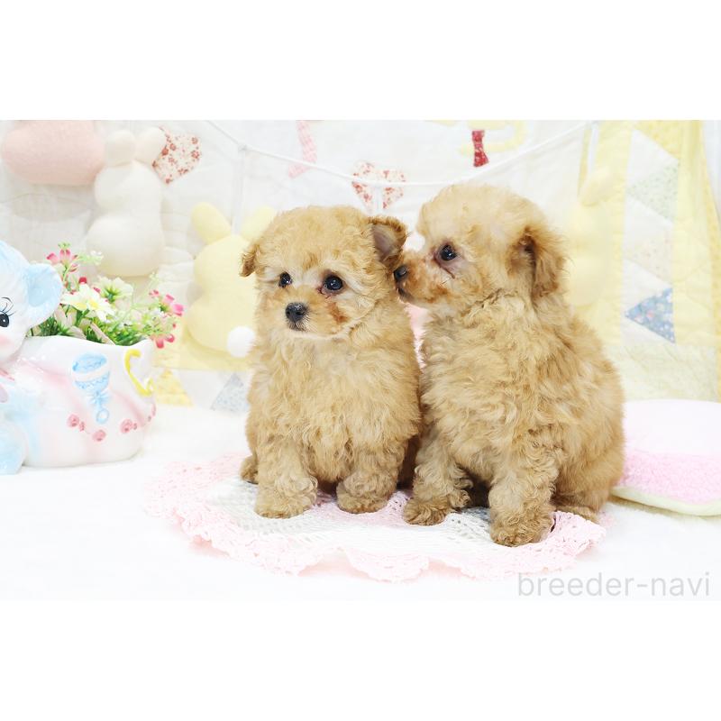 販売中の京都府のタイニープードル-436676の2枚目