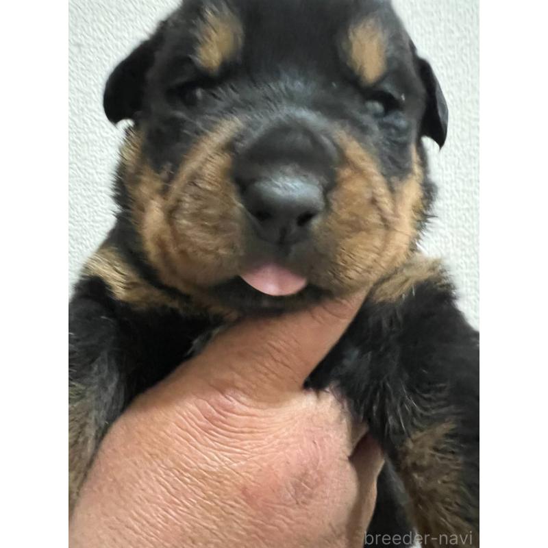 販売中の愛知県のロットワイラー-440467