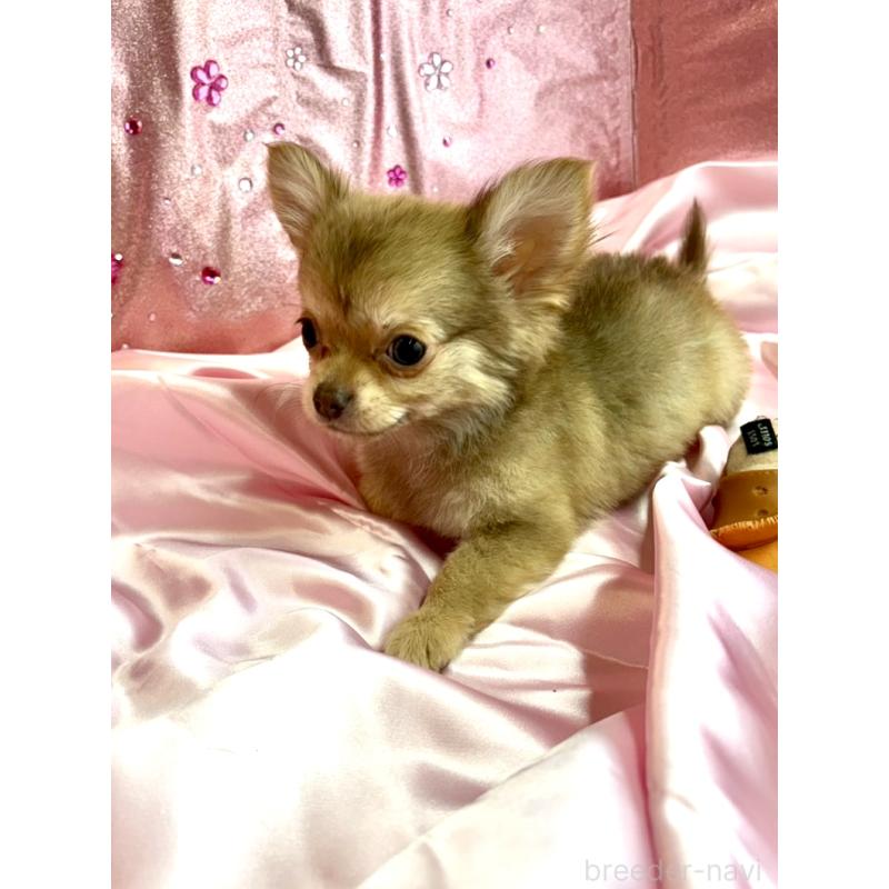 販売中の愛知県のチワワ(ロングコート)-436861の3枚目