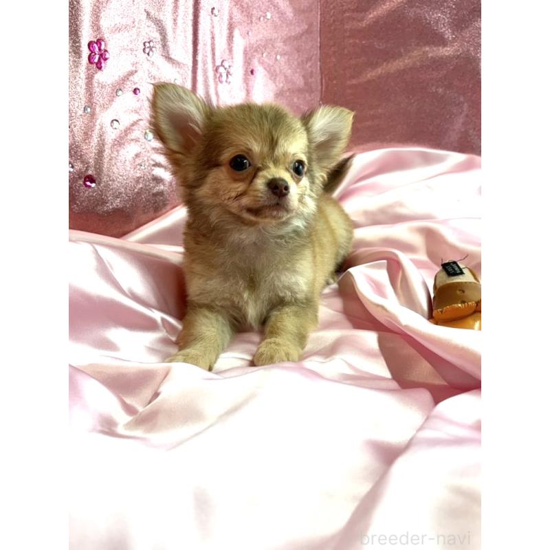 販売中の愛知県のチワワ(ロングコート)-436861の2枚目