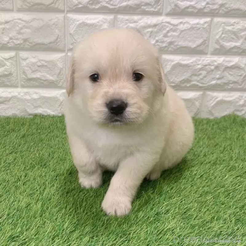 販売中の愛知県のゴールデンレトリーバー-444452の1枚目