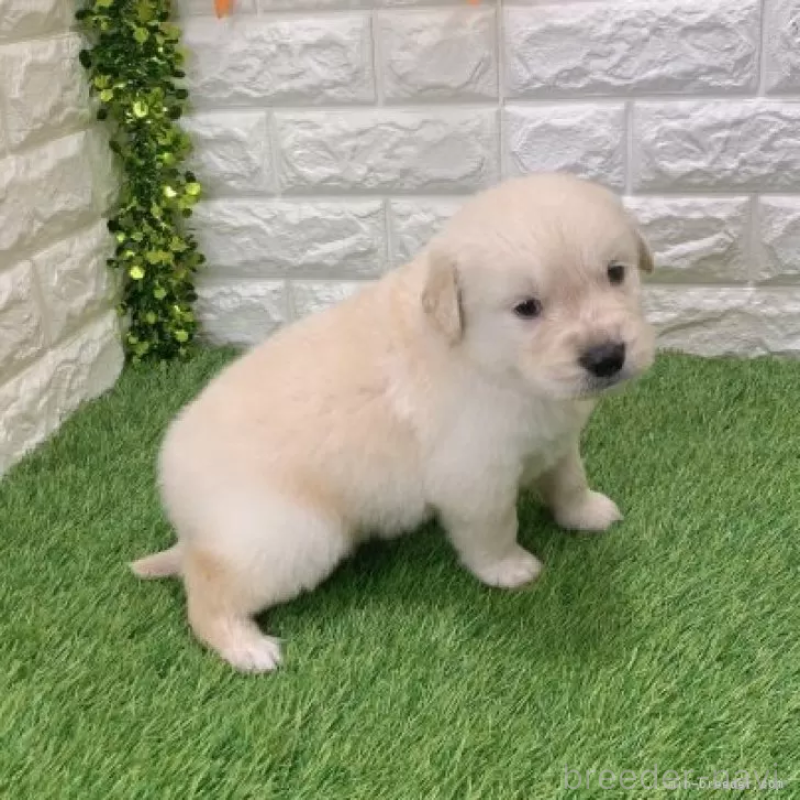 販売中の愛知県のゴールデンレトリーバー-444452の5枚目