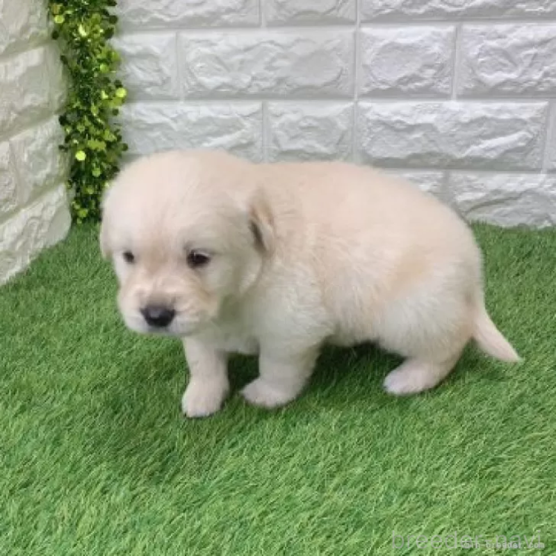 販売中の愛知県のゴールデンレトリーバー-444452の4枚目