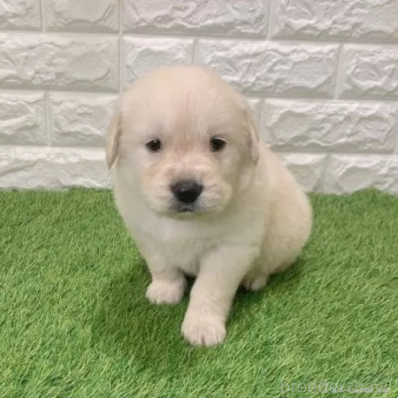 販売中の愛知県のゴールデンレトリーバー-444452の3枚目