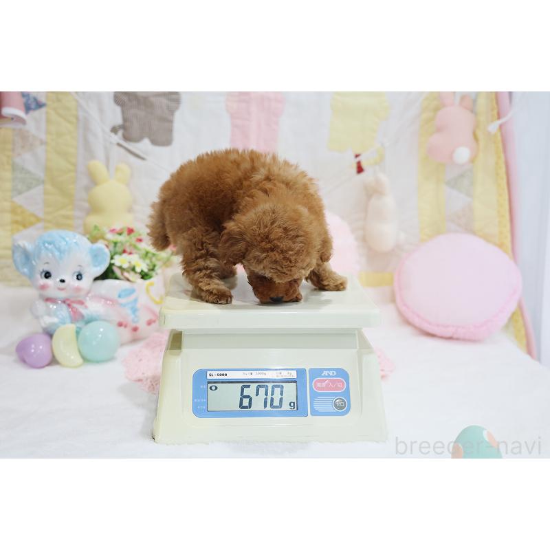 成約済の京都府のタイニープードル-436677の19枚目