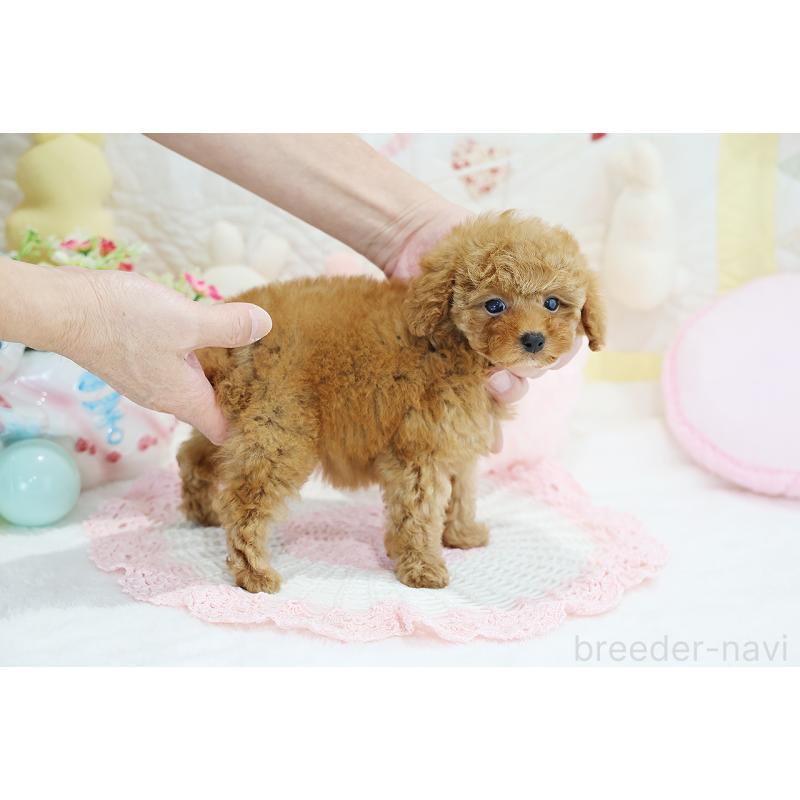 成約済の京都府のタイニープードル-436677の18枚目