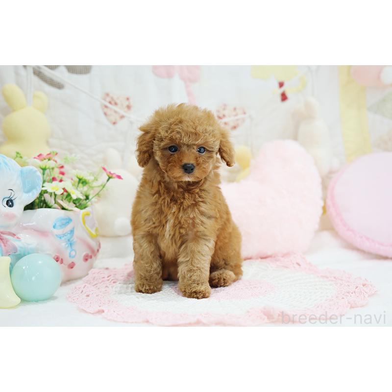 成約済の京都府のタイニープードル-436677の16枚目