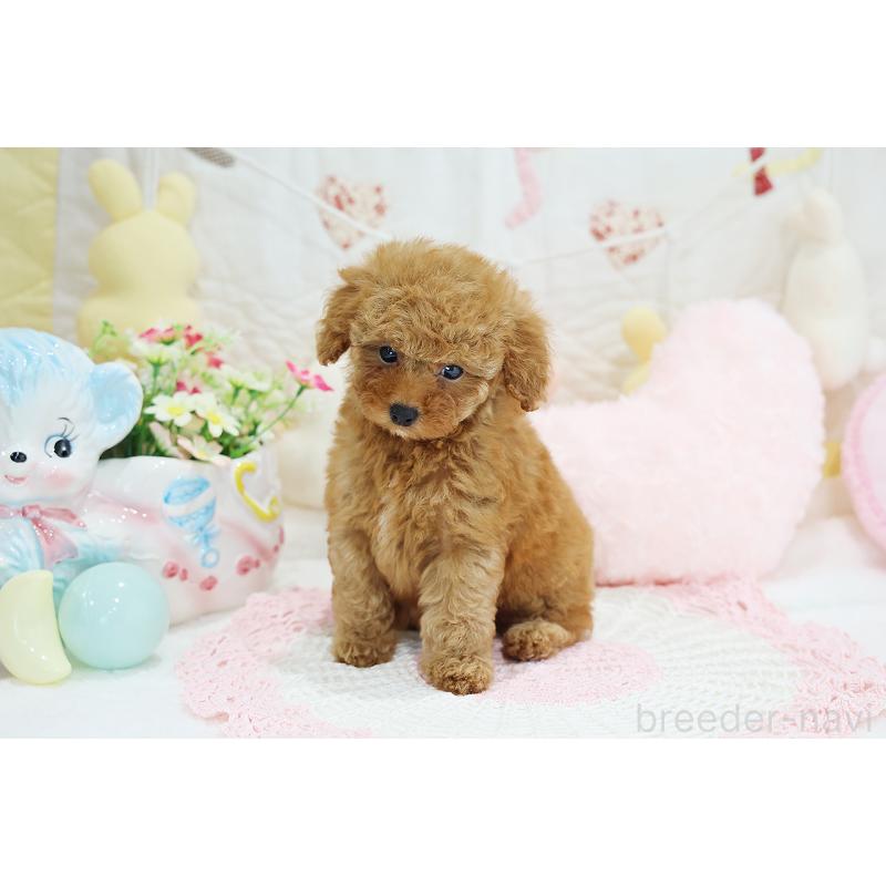 成約済の京都府のタイニープードル-436677の15枚目