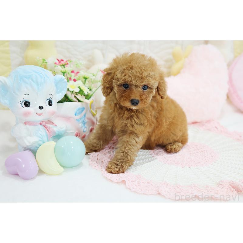 成約済の京都府のタイニープードル-436677の14枚目