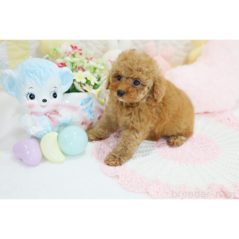 成約済の京都府のタイニープードル-436677の13枚目