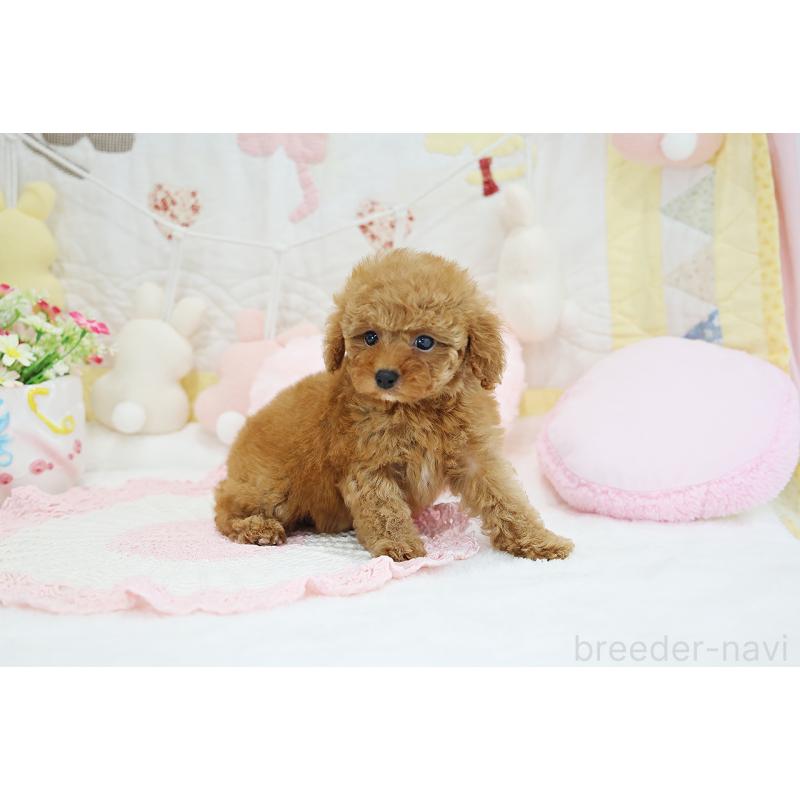 成約済の京都府のタイニープードル-436677の12枚目