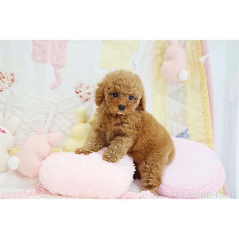 成約済の京都府のタイニープードル-436677の11枚目