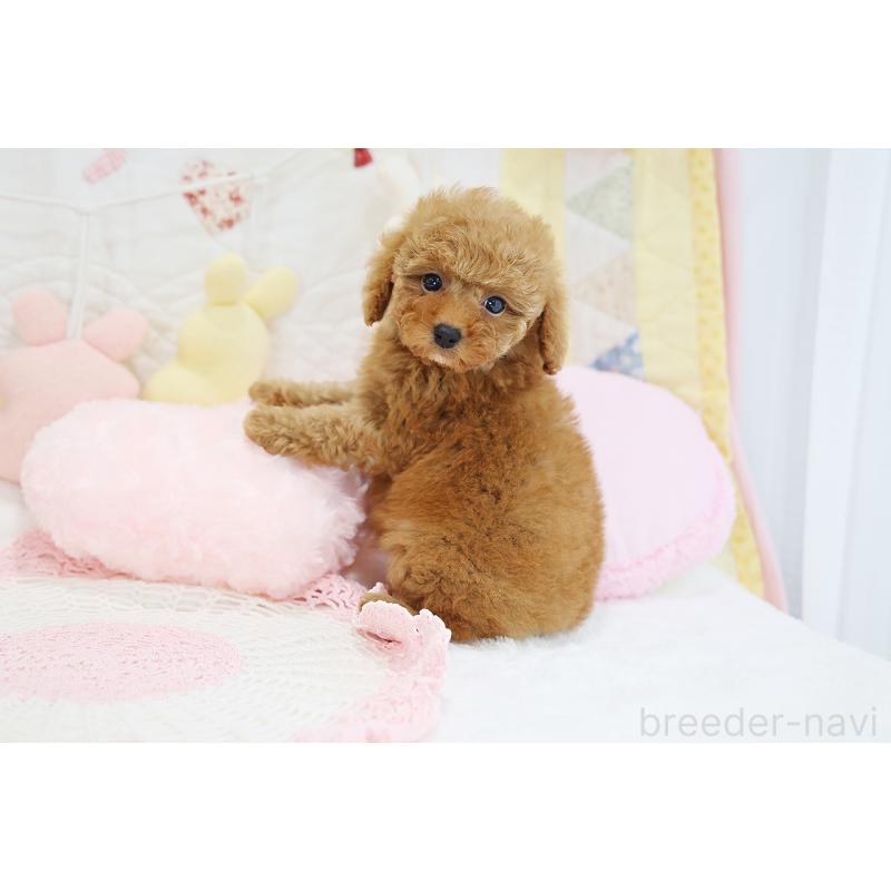 成約済の京都府のタイニープードル-436677の10枚目