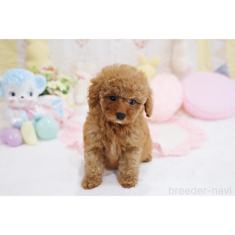 成約済の京都府のタイニープードル-436677の9枚目