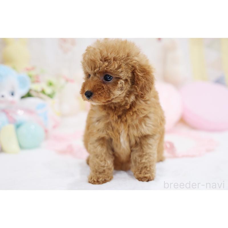 成約済の京都府のタイニープードル-436677の8枚目