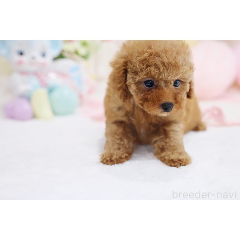 成約済の京都府のタイニープードル-436677の7枚目