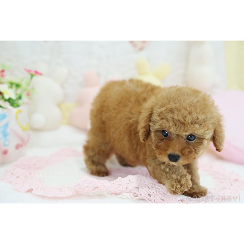 成約済の京都府のタイニープードル-436677の6枚目