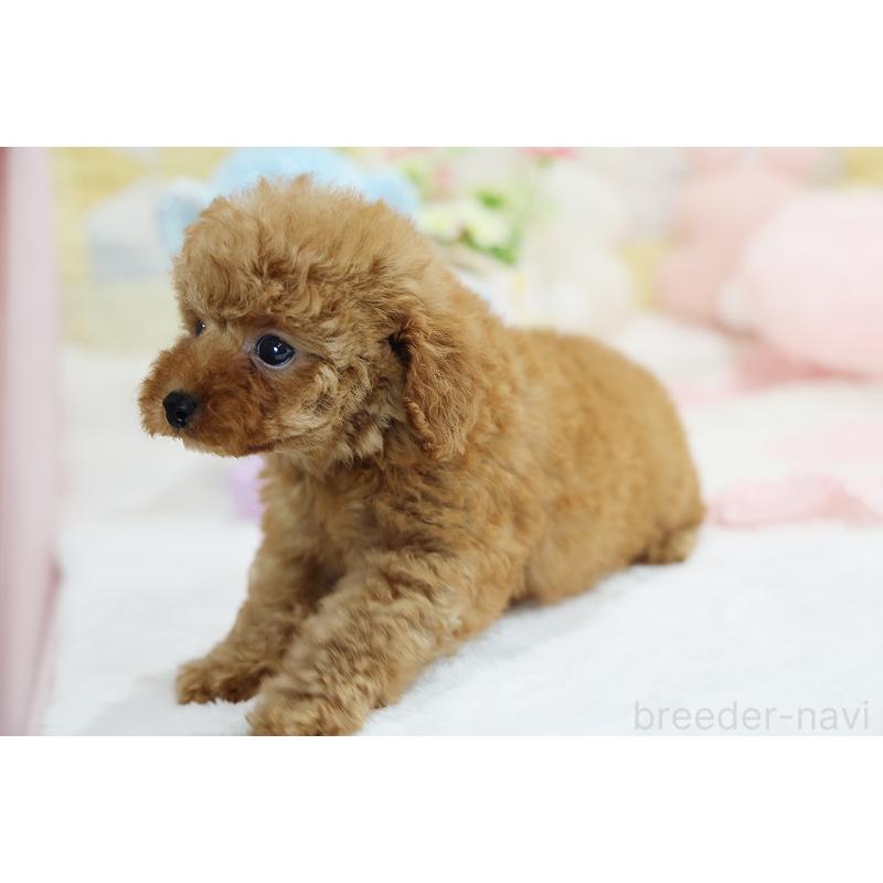 成約済の京都府のタイニープードル-436677の5枚目