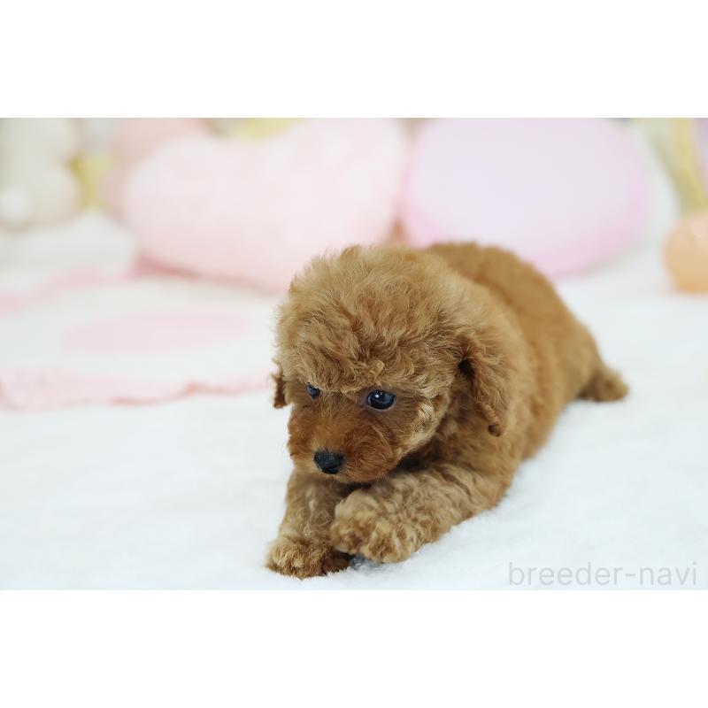 成約済の京都府のタイニープードル-436677の4枚目