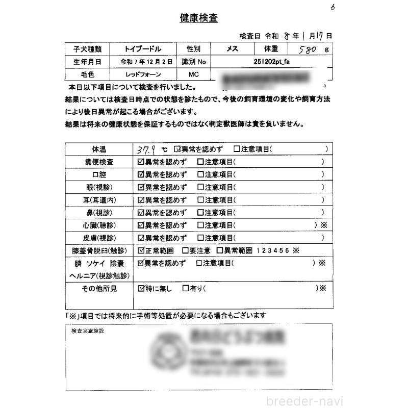 成約済の京都府のタイニープードル-436677の2枚目