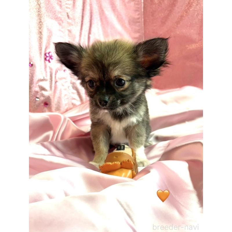 販売中の愛知県のチワワ(ロングコート)-436860の4枚目