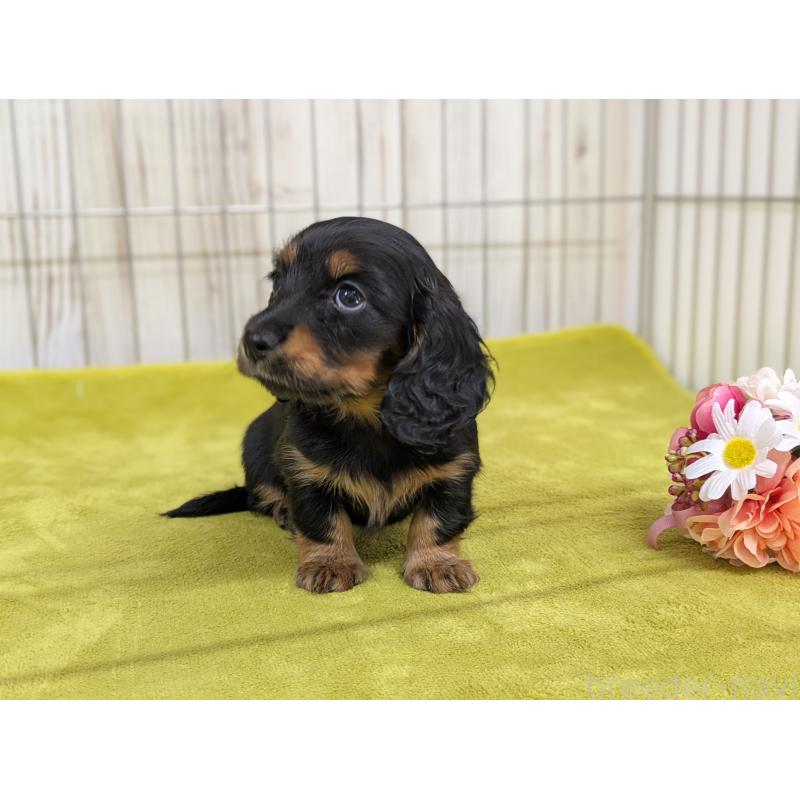 販売中の鹿児島県のカニンヘンダックスフンド(ロングヘアード)-444456の3枚目