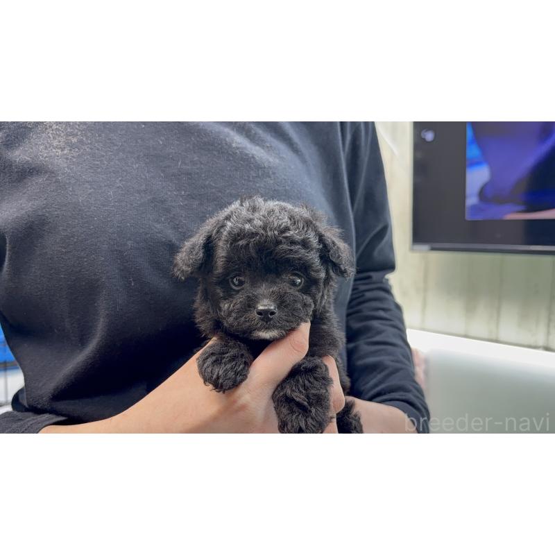 販売中の新潟県のポメプー:ポメラニアン×トイプードル-444454の3枚目