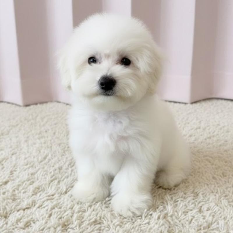 販売中の栃木県のビションフリーゼ-419924の5枚目