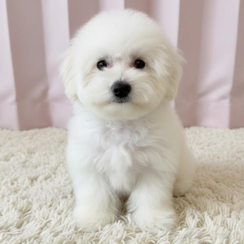 販売中の栃木県のビションフリーゼ-419924の4枚目