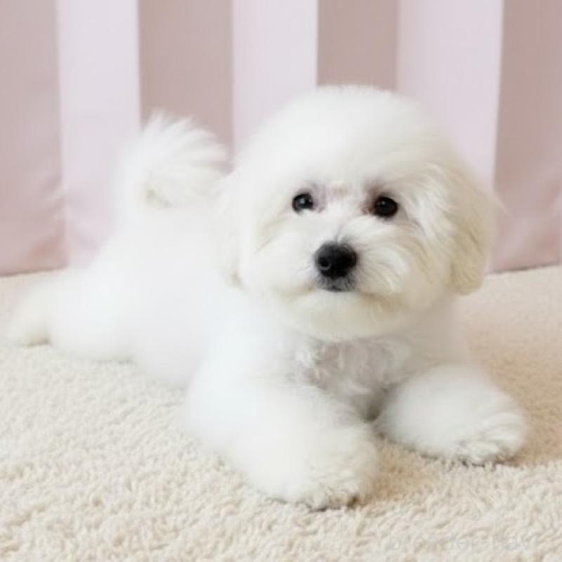 販売中の栃木県のビションフリーゼ-419924の3枚目