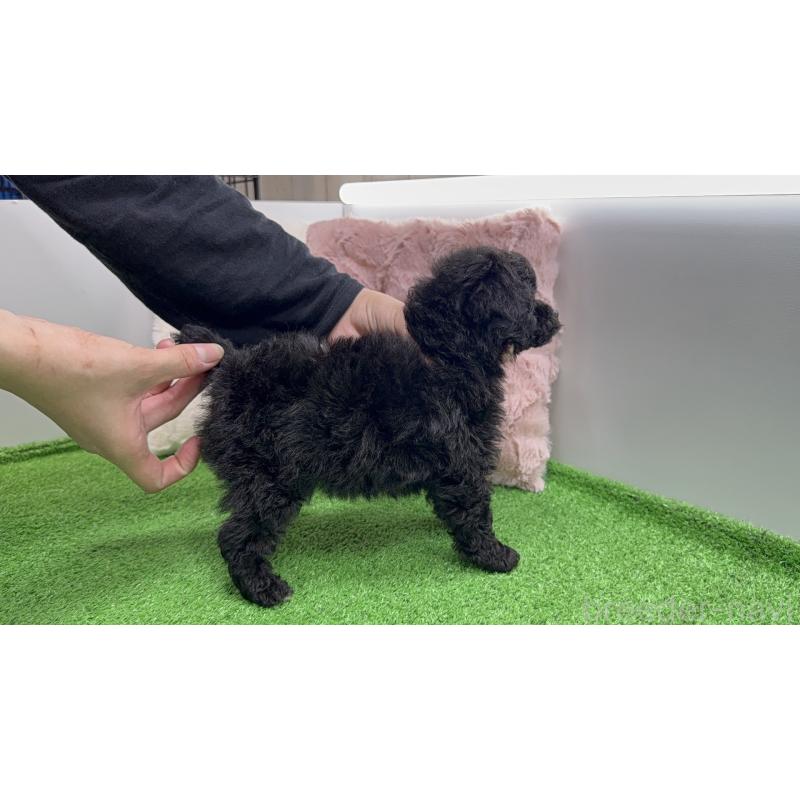 販売中の東京都のポメプー:ポメラニアン×トイプードル-444455の6枚目