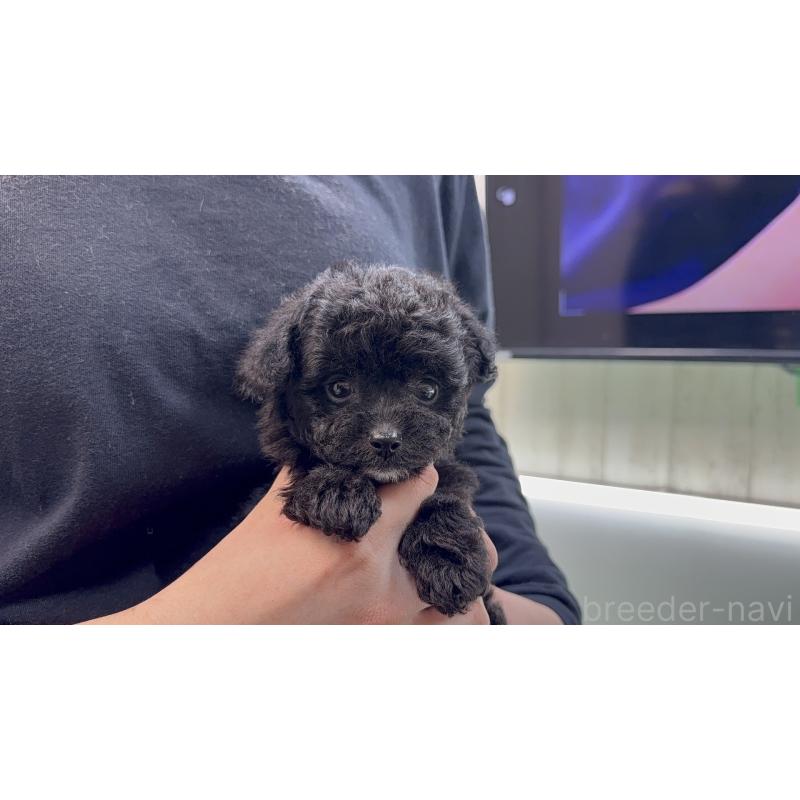 販売中の東京都のポメプー:ポメラニアン×トイプードル-444455の5枚目