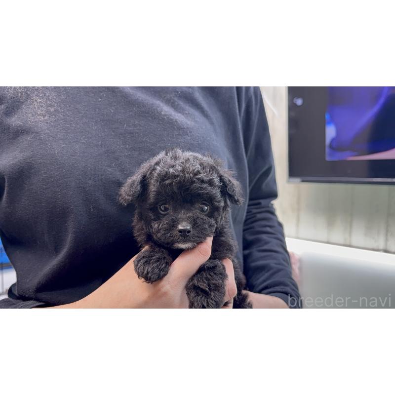 販売中の東京都のポメプー:ポメラニアン×トイプードル-444455の3枚目